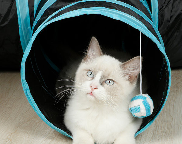 Τούνελ γάτας  με τρεις εξόδους