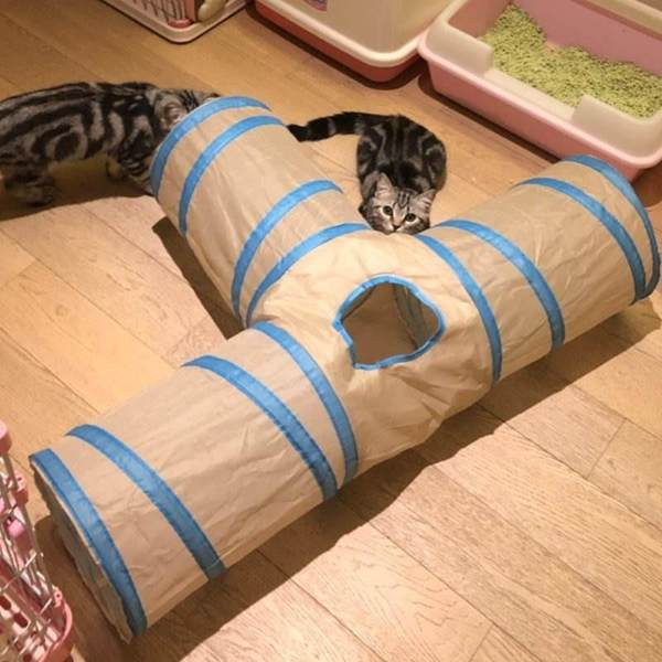 Tunnelimäng mitmes värvitoonis kassidele