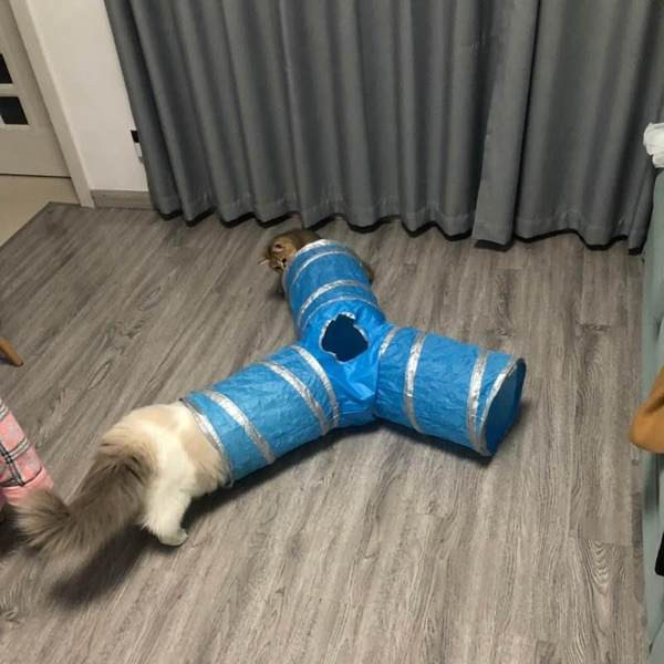 Tunnelimäng mitmes värvitoonis kassidele