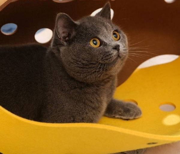 Kassimäng – kokkupandavad vildist tunnel