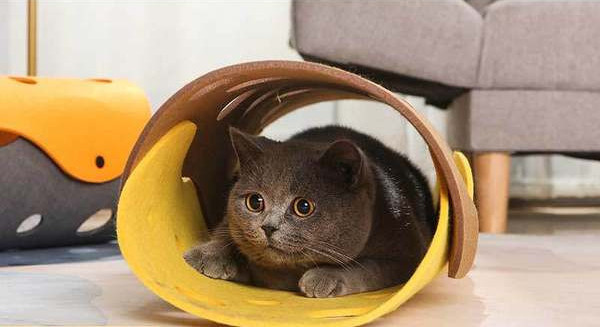 Mängutunnel – sobib kassidele