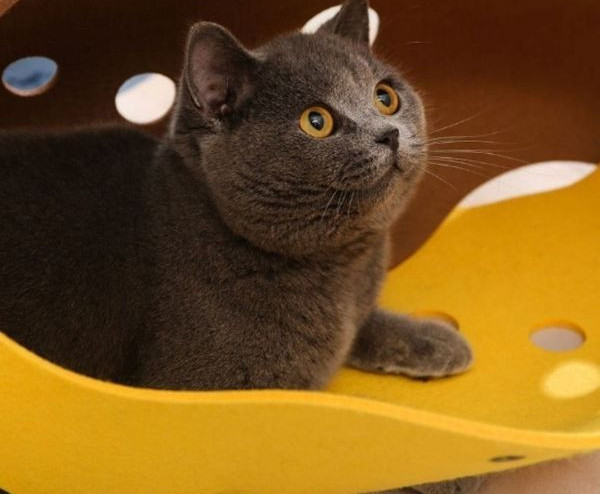 Kasside mängutunnel