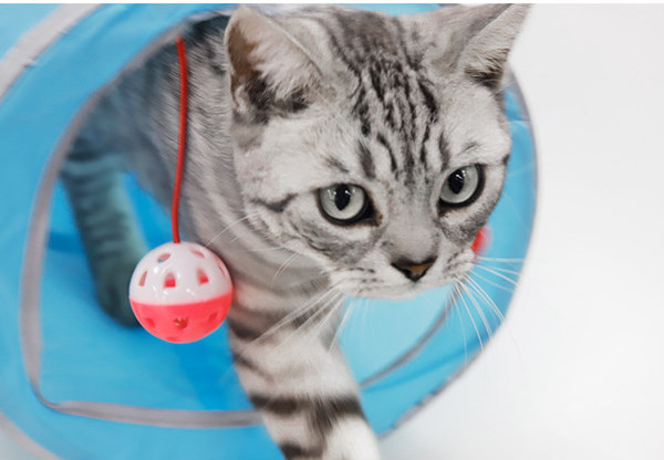 Τούνελ παιχνιδιού με γάτες