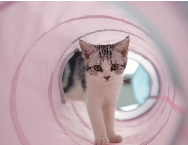 Τούνελ παιχνιδιού με γάτες