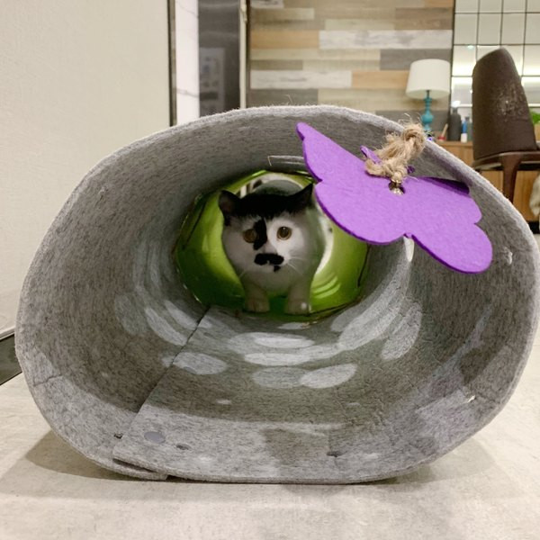 Τούνελ για γάτες με διακόσμηση πεταλούδας