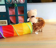 Mitmevärviline tunnel kassidele kahes mudelis