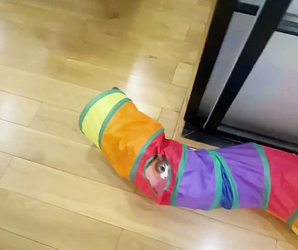 Mitmevärviline tunnel kassidele kahes mudelis