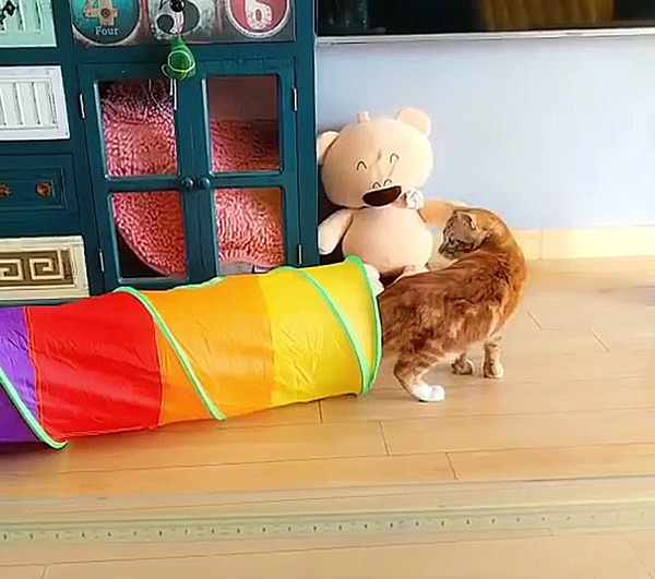 Mitmevärviline tunnel kassidele kahes mudelis