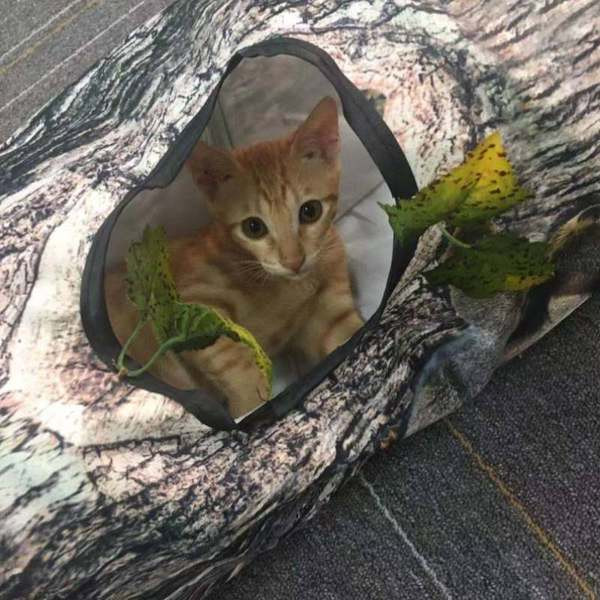 Mitme väljapääsuga kassitunnel