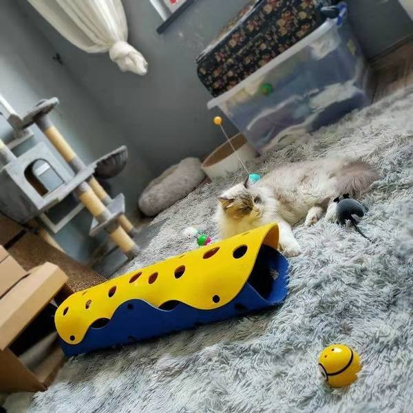 Tunnel - mäng kassidele mitmes värvitoonis