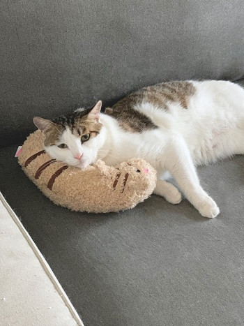 Μικρό μαξιλάρι για γάτες