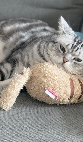 Väike padi kassidele