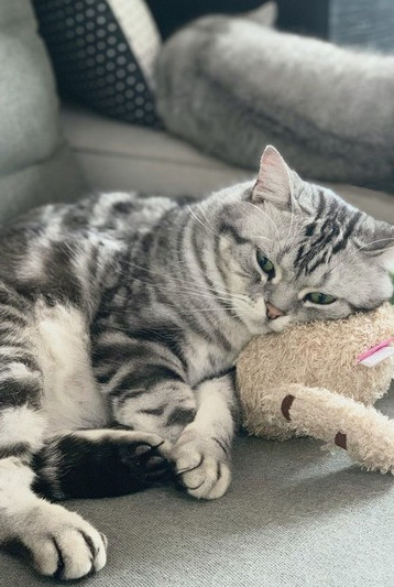 Väike padi kassidele