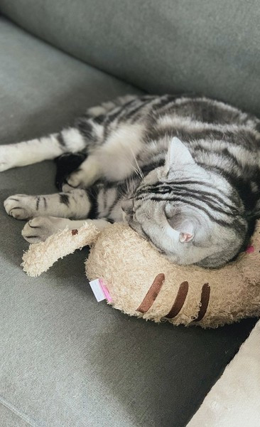 Väike padi kassidele