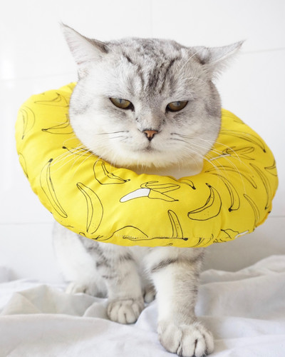 Μαξιλάρι για γάτες με χρωματιστό σχέδιο