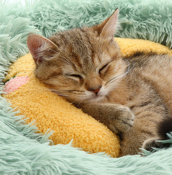 Μαλακό μαξιλάρι για γάτες - δύο μοντέλα