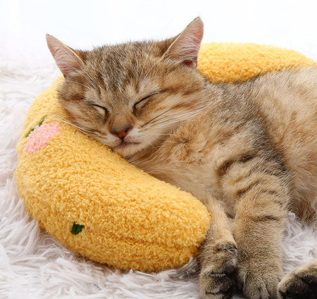 Μαλακό μαξιλάρι για γάτες - δύο μοντέλα