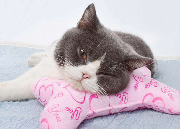 Perna in trei culori - pentru pisici