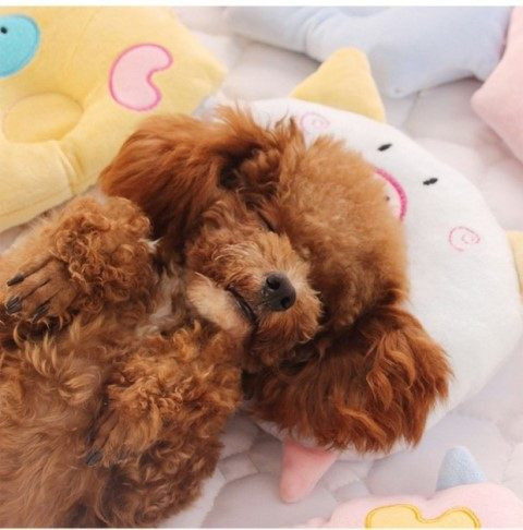 Spilvens kaķiem dažādos modeļos un izmēros