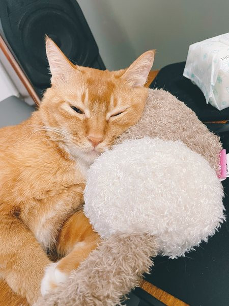 Perna de pluș cu broderie pentru pisici