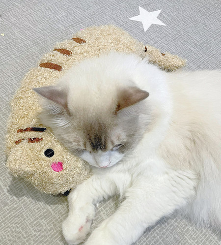 Perna de puf potrivita pentru pisici