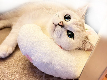 Μαλακό μαξιλάρι γάτας σε τρία χρώματα