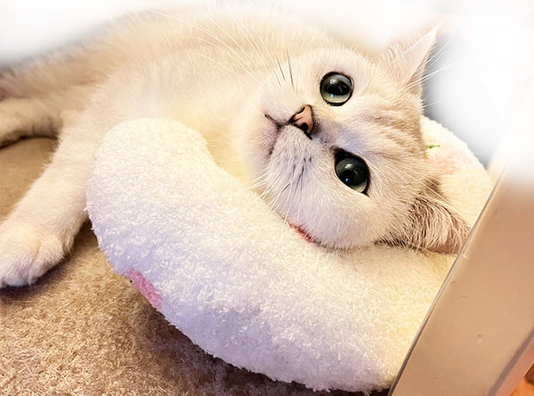 Pernă moale pentru pisici în trei culori