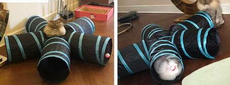 Tunnel kassidele - mitu mudelit