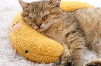 Плюшена възглавница за котки