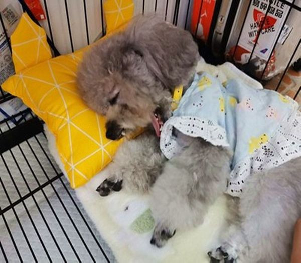 Lemmikloomadele sobiv padi