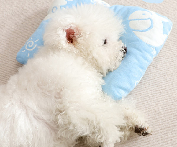 Perna de plus pentru pisici