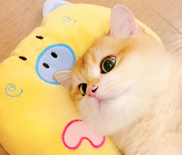 Perna pentru pisici - mai multe modele