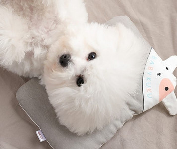 Perna pentru pisici in mai multe modele