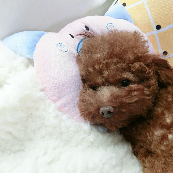 Jastuk za mačke i pse u tri modela