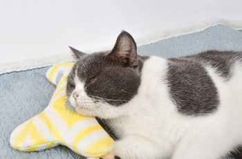 Възглавница за котки в три цвята