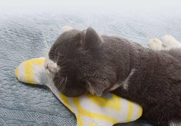 Spilvens kaķiem trīs krāsās