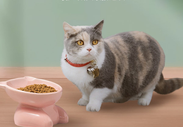 Keraamiline kauss kassitoidu jaoks alusel