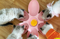 Mitme lahtriga plastikkauss kassitoidu jaoks