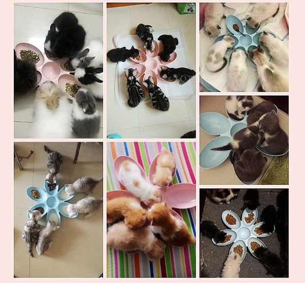 Mitme lahtriga plastikkauss kassitoidu jaoks