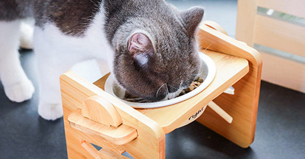 Zdjela za mačju hranu sa postoljem - više modela