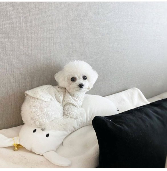 3D-elemendiga padi kassidele ja koertele