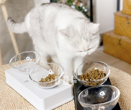 Kahekordne kauss kassidele