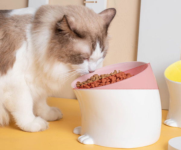 Bol din ceramică cu o pantă pentru hrana pisicilor