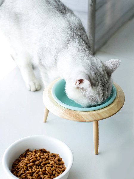 Kaks kassitoidu plastkausi mudelit