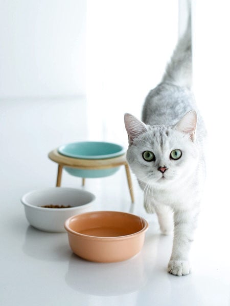 Kaks kassitoidu plastkausi mudelit