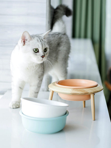 Kaks kassitoidu plastkausi mudelit