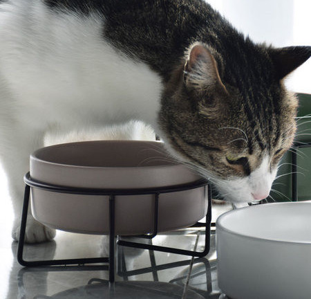 Keraamiline kauss kassitoidu jaoks – alusega või ilma