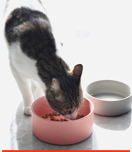 Keraamiline kauss kassitoidu jaoks – alusega või ilma