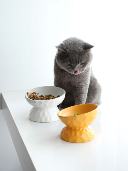 Μπολ σε πολλά χρώματα για γατοτροφή