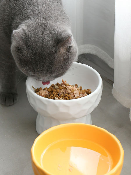 Bol din ceramică pentru pisici în două dimensiuni